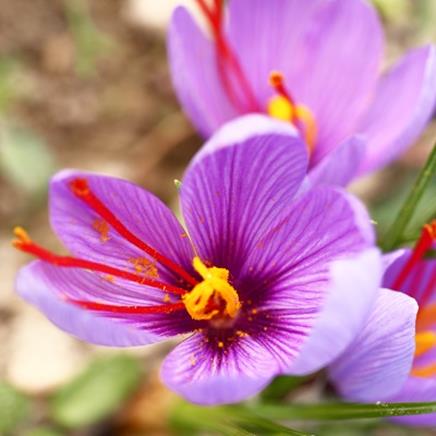 Natural active Saffron